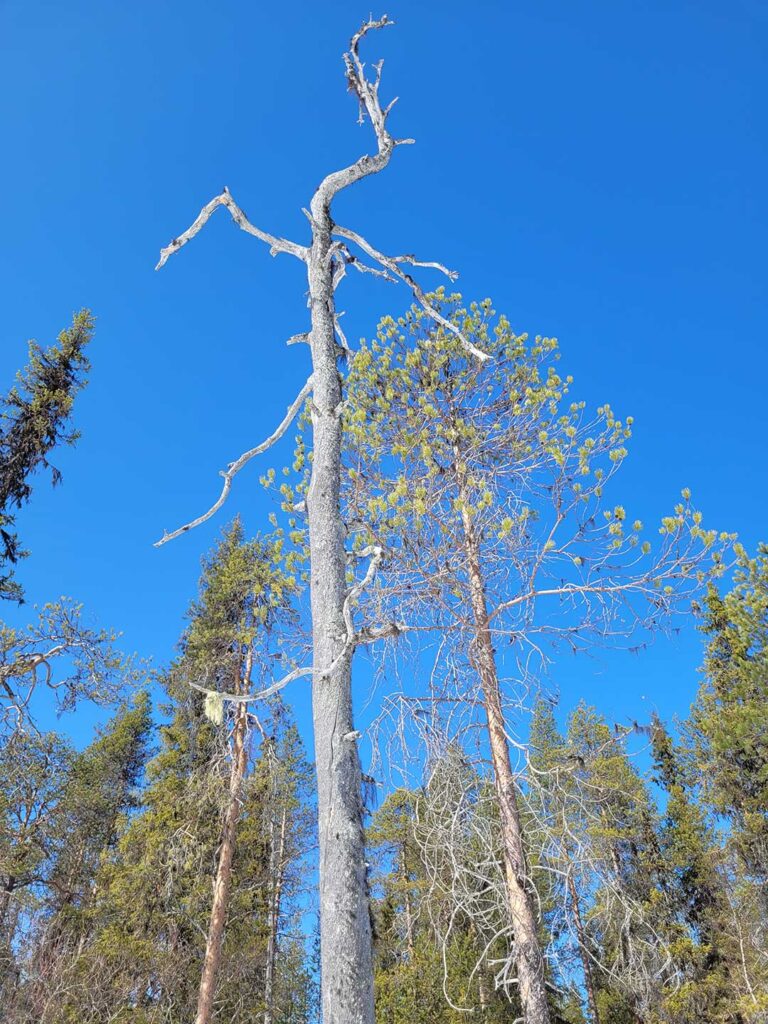 Pohjois-Suomen luonto